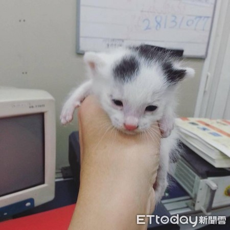 ▲萌妹&rarr;漢子！他撿小貓養5年驚覺「被調包」　性格也歪掉了啊。（圖／網友周小威提供，下同）