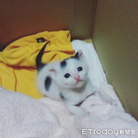▲萌妹&rarr;漢子！他撿小貓養5年驚覺「被調包」　性格也歪掉了啊。（圖／網友周小威提供，下同）