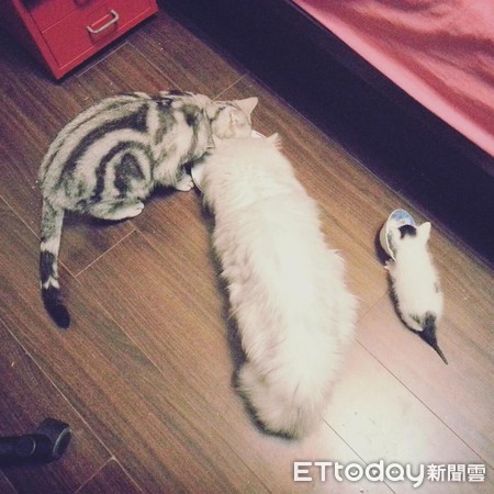 ▲萌妹&rarr;漢子！他撿小貓養5年驚覺「被調包」　性格也歪掉了啊。（圖／網友周小威提供，下同）