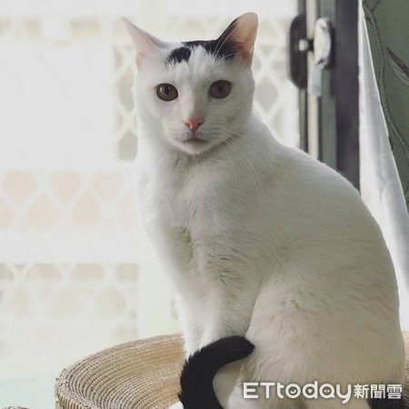 ▲萌妹&rarr;漢子！他撿小貓養5年驚覺「被調包」　性格也歪掉了啊。（圖／網友周小威提供，下同）