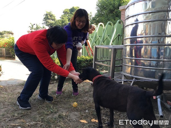 ▲智青朋友與收容所犬隻互動餵食，幫助智青朋友開啟與周遭世界的互動。（圖／動保處提供）          