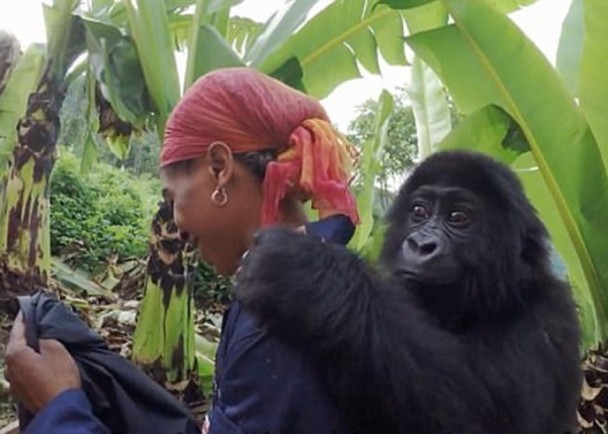 圖／翻攝Gorilla Rehabilitation and Conservation Education Center