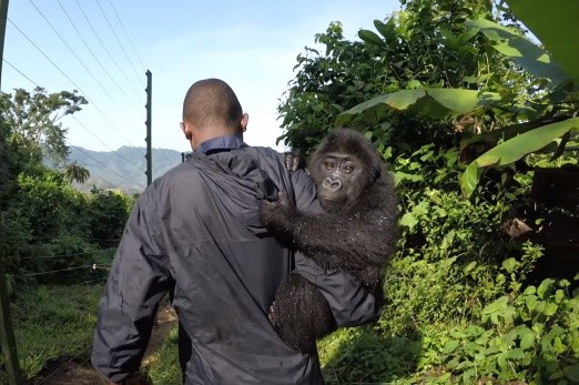 圖／翻攝Gorilla Rehabilitation and Conservation Education Center