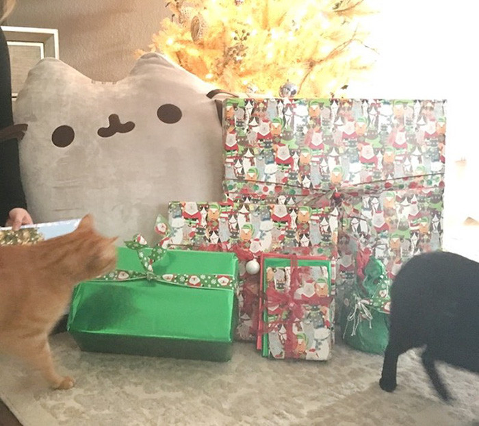 ▲▼網路交換禮物抽到比爾蓋茲　貓奴收到超暖聖誕禮（圖／翻攝自RedditGift）