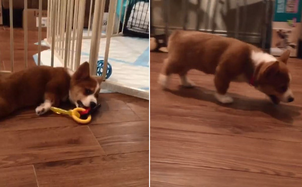 小柯基玩到沒電大字趴。（圖／翻攝自Instagram@magsthecorgi）