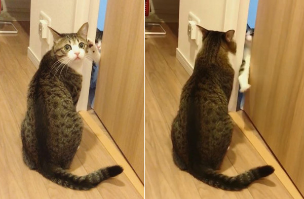 戲精喵弟想暗算哥，ㄅ一ㄚˋ康後假裝在捉蚊子。（圖／翻攝自Instagram帳號@suzume0513）