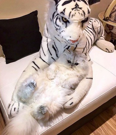 喵星人的好友是隻大白虎。（圖／翻攝自Instagram帳號@eric_and_ollie_）