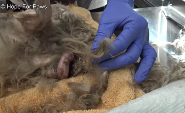 狗狗變身。（圖／翻攝自Hope For Paws - Official Rescue Channel）