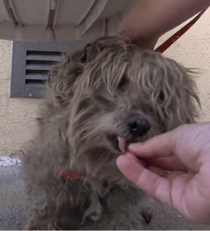 狗狗變身。（圖／翻攝自Hope For Paws - Official Rescue Channel）