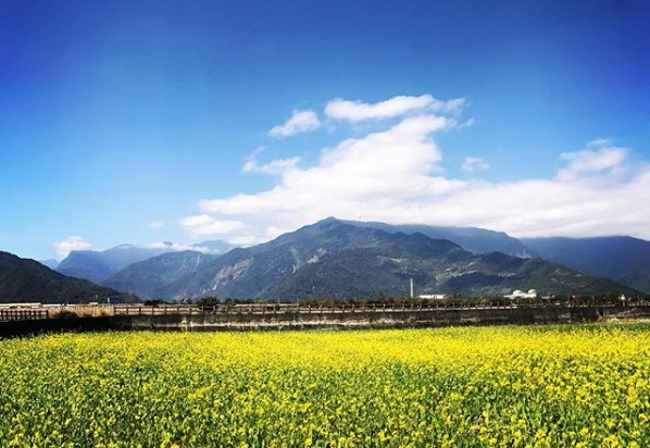 ▲台東伯朗大道油菜花、大坡池。（圖／網友meteorkide提供，請勿隨意翻拍，以免侵權）