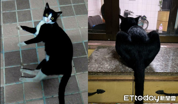 ▲上班快遲到！浪貓假性昏厥...累倒機車上：需要罐罐急救。（圖／網友張喻珊授權提供）