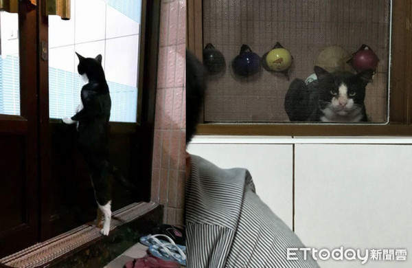 ▲上班快遲到！浪貓假性昏厥...累倒機車上：需要罐罐急救。（圖／網友張喻珊授權提供）