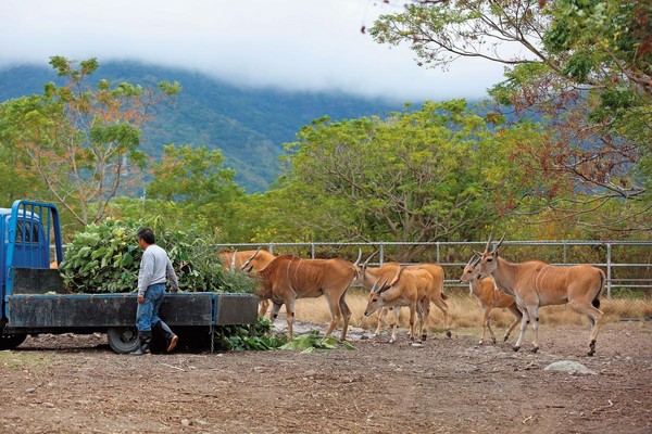 現有7隻伊蘭羚羊在池上牧野渡假村居住，一看到草料便蜂擁搶食。