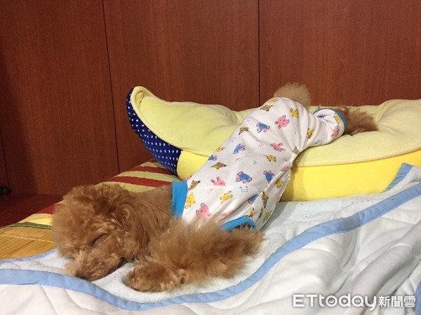 ▲▼五村,狗,穿衣服。（圖／記者李依融攝）