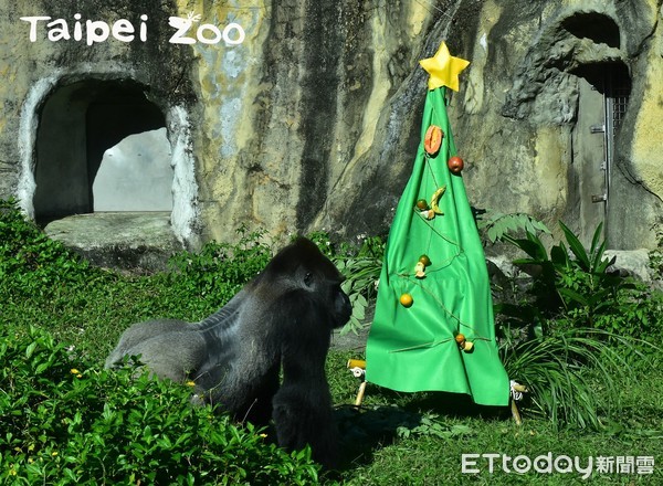 動物園過聖誕。（圖／台北市立動物園提供）