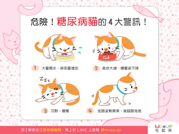 【喵喵康健】危險！糖尿病貓的4大警訊！（圖／毛起來 MaoUp）