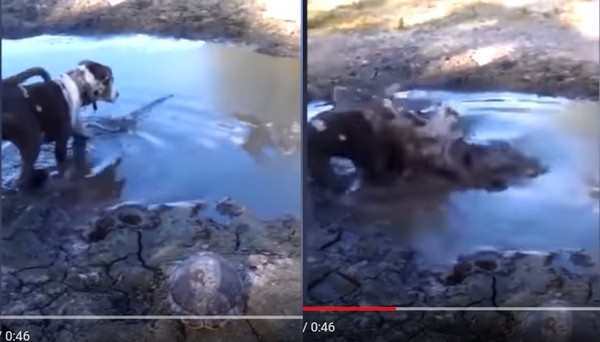可愛小狗在泥沼小池玩耍　埋伏鱷魚突然衝出「一口吞」。（圖／翻攝自waseem khizer的YouTube）