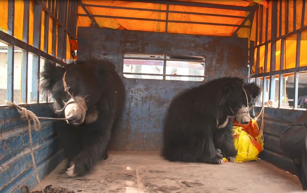 ▲▼尼泊爾的最後兩隻「跳舞熊」被救出。（圖／CFP）