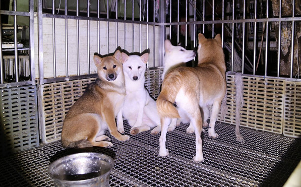 ▲新北市查獲三峽非法繁殖犬開放認養。（圖／新北市動保處提供）