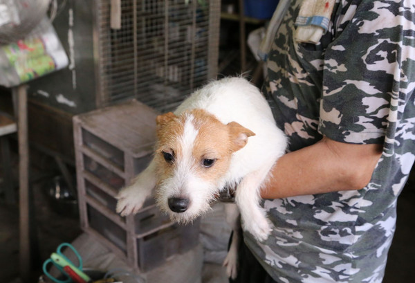 ▲新北市查獲三峽非法繁殖犬開放認養。（圖／新北市動保處提供）