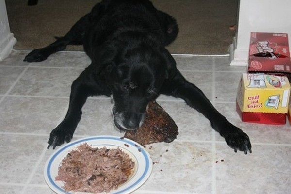 癌症末期+癲癇...12歲老狗啟程彩虹橋　主人淚奉「最後的晚餐」（圖／翻攝自imgur：Quaru）