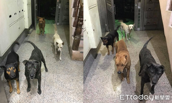 ▲夜晚有保鑣陪！4汪護送她到電梯　搖尾燦笑：保護費明天收～（圖／網友王心澄&lrm;授權提供）