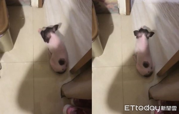 ▲小豬妹硬要進房間！「粉紅屁屁」黏地上賴皮　被媽唸才彈走。（圖／網友李依芩提供）