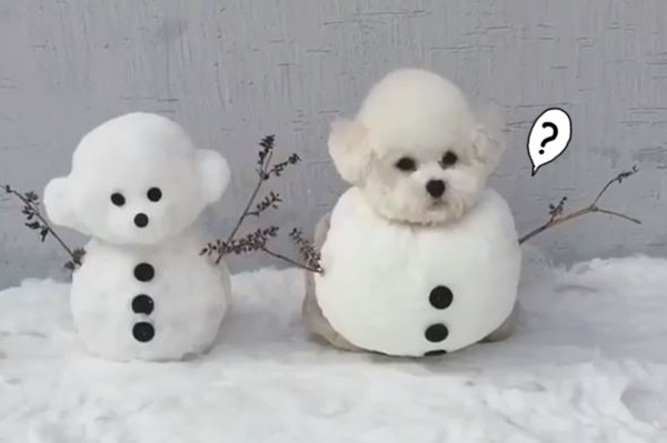 「雪寶瑪爾」雪中打瞌睡　老闆，請給我右邊那份棉花糖～（圖／番社自Instagram：hazelnut_dog）