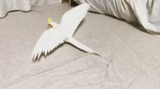 ▲準備起飛！玄鳳「展翅踱步」繞床N圈　網笑：機長助跑太久囉。（圖／翻攝自推特mizuki_bird）