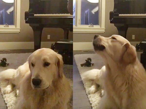 ▲黃金獵犬「Marty」。（圖／翻攝自影片／Instagram／marty.and.murphy）