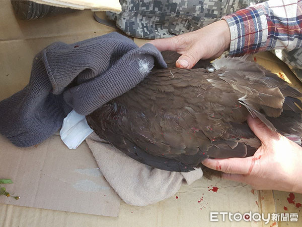 ▲左肱骨斷的林鵰。（圖／主播許晶晶授權提供。）