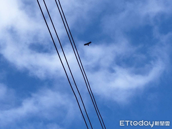 ▲左肱骨斷的林鵰。（圖／主播許晶晶授權提供。）