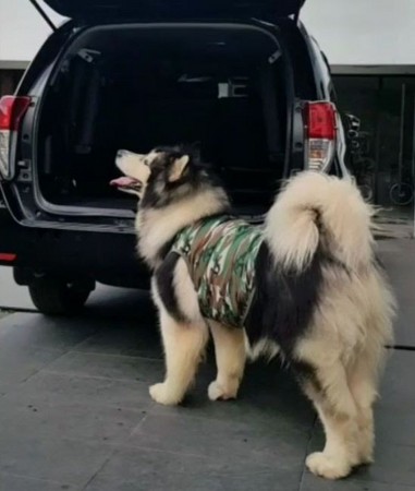 雪橇犬爬後車箱，屁股大宣告失敗！（圖／翻攝自Instagram用戶@ikewiratama）
