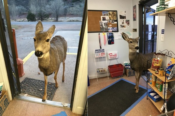 調皮鹿鹿在禮物店晃一圈　轉身離開...把全家帶來一起逛（圖／Lori Jones／the dodo）
