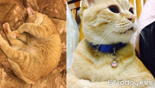 ▲流浪啃剩魚&hellip;收編變「絕世雞X貓」　嫌棄伙食還把點心塞床底。（圖／網友林俊哲提供，下同）