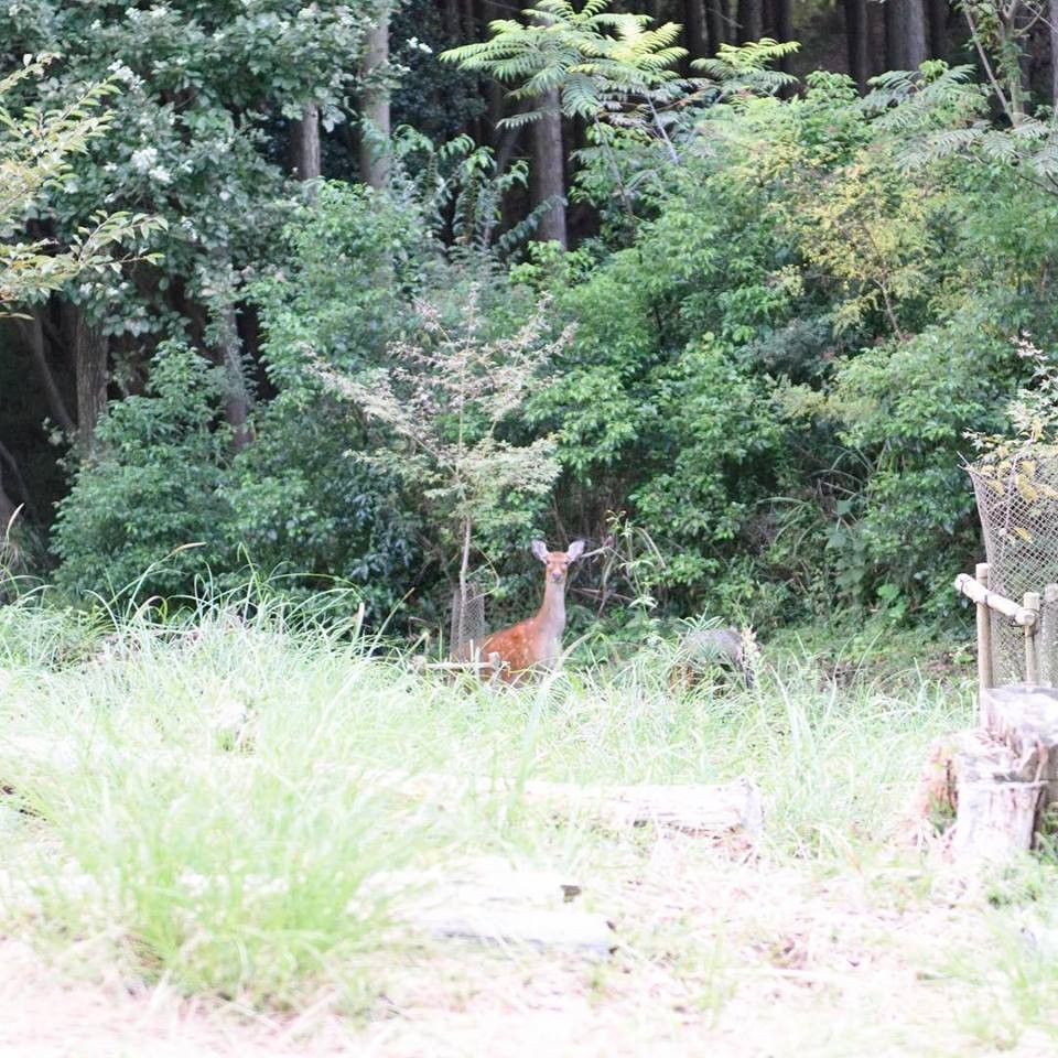 ▲靜岡INN THE PARK讓人可以睡在公園（圖／翻攝INN THE PARK 臉書、www.innthepark.jp）