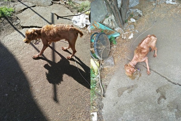 ▲貴賓栓樹下淋雨！好心人偷餵飼料　飼主怒斥：牠飽了誰清餿水 。（圖／翻攝自爆料公社粉絲專頁）