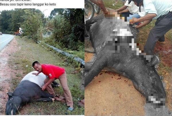 馬來貘被剝皮。（圖／翻攝自Danau Girang Field Centre）