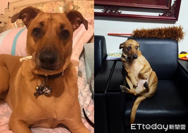 ▲我沒手不用剪指甲！戲精汪「裝斷掌」　被迫交出秒露受虐臉。（圖／網友張嘟兒提供）