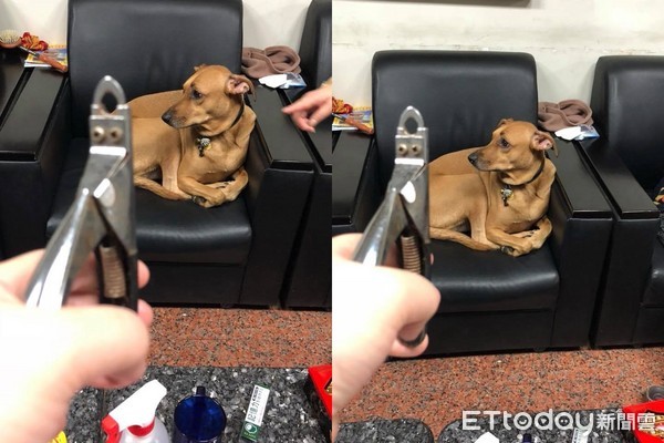 ▲我沒手不用剪指甲！戲精汪「裝斷掌」　被迫交出秒露受虐臉。（圖／網友張嘟兒提供）