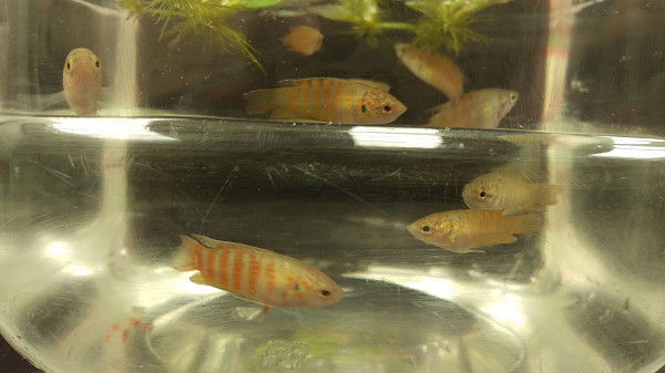 ▲養魚預防心絲蟲！5成浪浪染病　「蓋斑鬥魚」是病媒蚊剋星。（圖／新北市動保處提供）