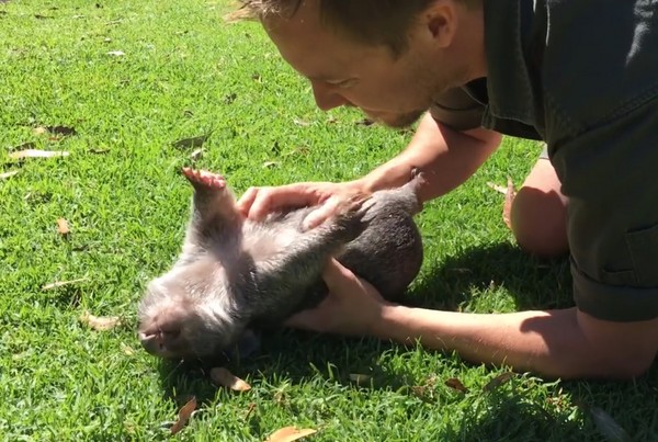 袋熊喬治。（圖／翻攝自The Australian Reptile Park）