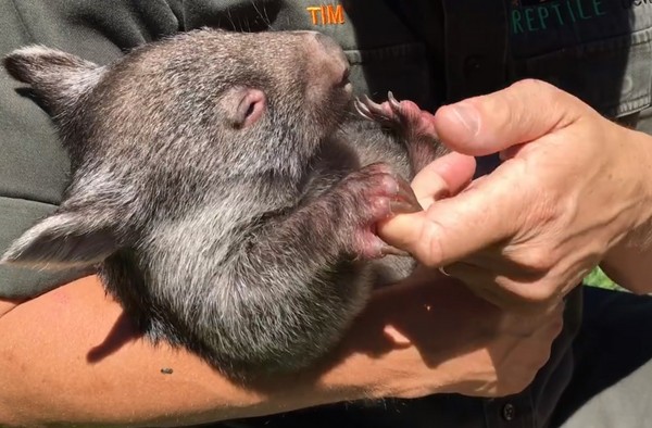 袋熊喬治。（圖／翻攝自The Australian Reptile Park）