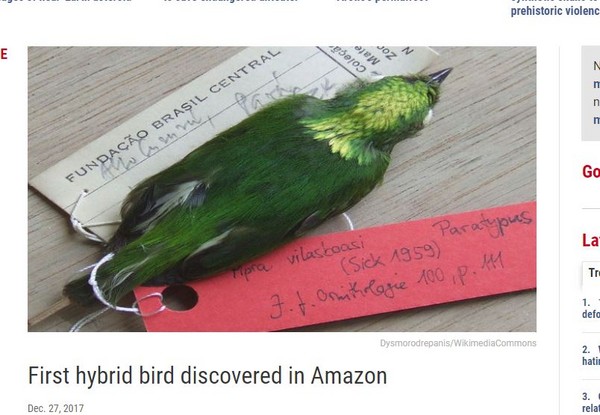 ▲金冠侏儒鳥近日被發現為亞馬遜森林中第一種雜交鳥類。（圖／翻攝自science）