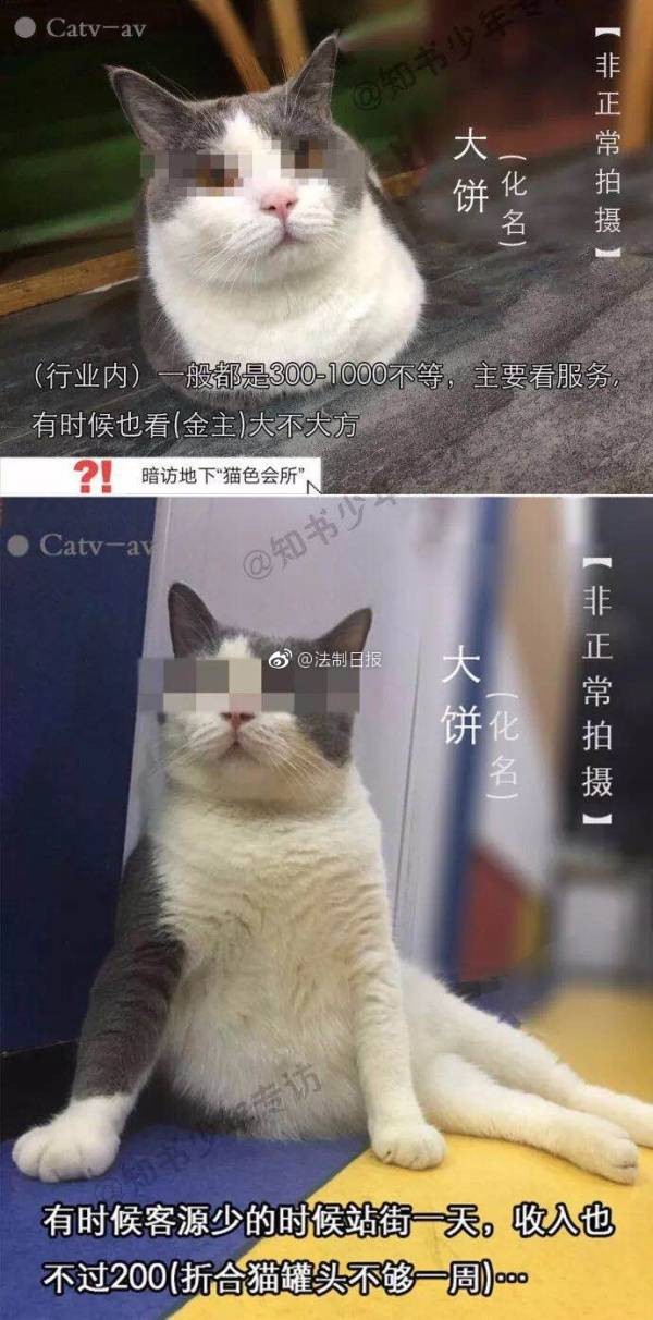 還是對貓咪下手了！日本性感寫真拆開，露毛露腿令人把持不住（圖／kai-you.net）