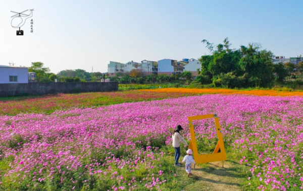 彰化2公頃大波斯菊花海免費拍 跨年假期4色花毯正美 Ettoday旅遊雲 Ettoday新聞雲