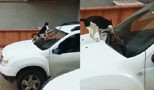 ▲敢不交保護費？貓咪到擋風玻璃「拉黃金」　車主崩潰了！（圖／翻攝自MotiveJapan粉專）