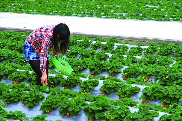 ▲苗栗大湖草莓。（圖／苗栗縣政府文化觀光局提供）