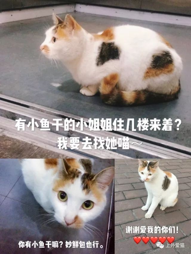 ▲▼上海外國語學校的流浪貓「女王」被人傷害。（圖／取自「上外愛貓」微信）