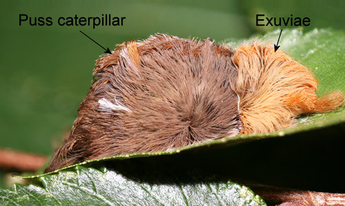 ▲▼全美最毒毛蟲「貓毛蟲」。（圖／翻攝自外網，naturespoisons、entnemdept）